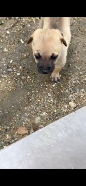 1 Month Puppies  - Mixed Breed Dog