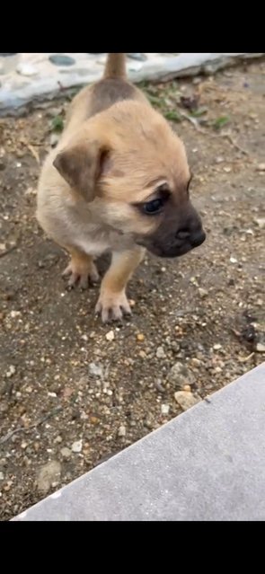 1 Month Puppies  - Mixed Breed Dog