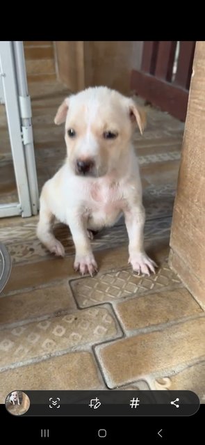 1 Month Puppies  - Mixed Breed Dog