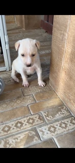 1 Month Puppies  - Mixed Breed Dog