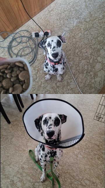 Nova - Dalmatian Dog