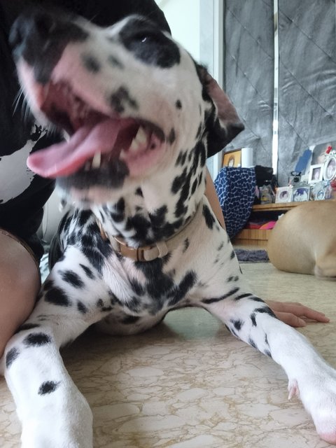 Nova - Dalmatian Dog