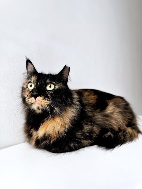 Me-owmore - Domestic Medium Hair Cat