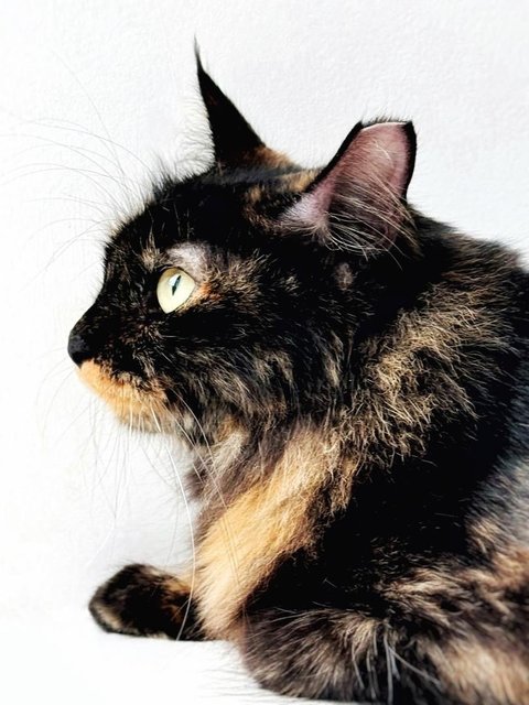 Me-owmore - Domestic Medium Hair Cat