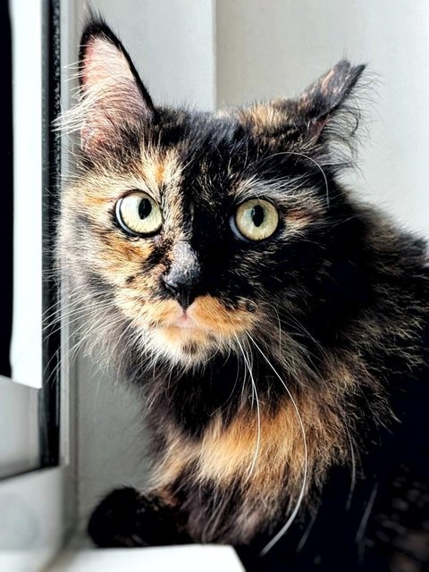 Me-owmore - Domestic Medium Hair Cat