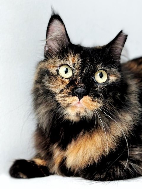 Me-owmore - Domestic Medium Hair Cat