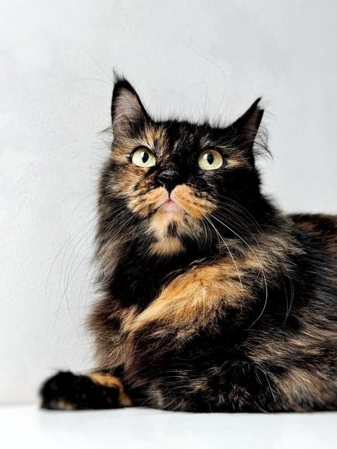 Me-owmore - Domestic Medium Hair Cat