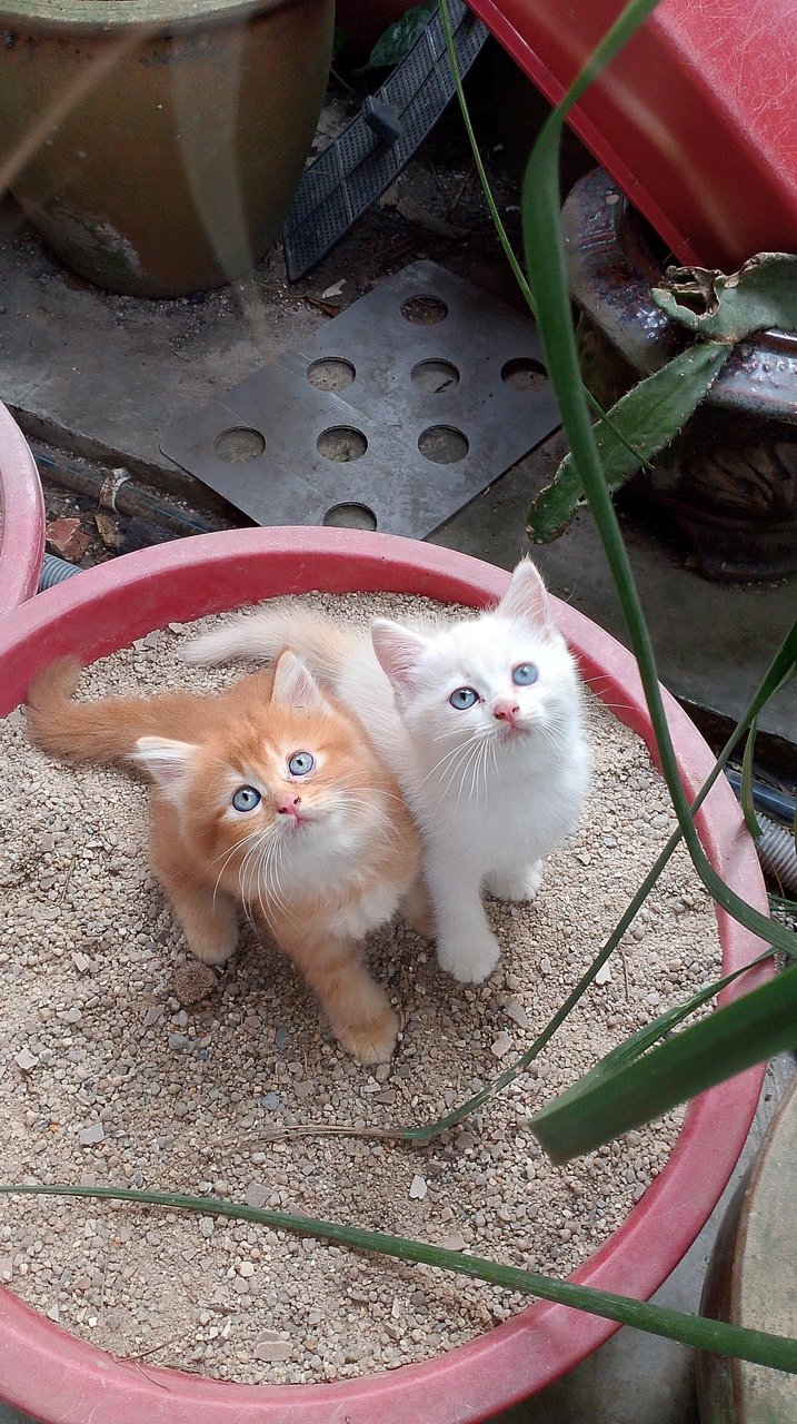 Boy  - Ragdoll + Domestic Long Hair Cat