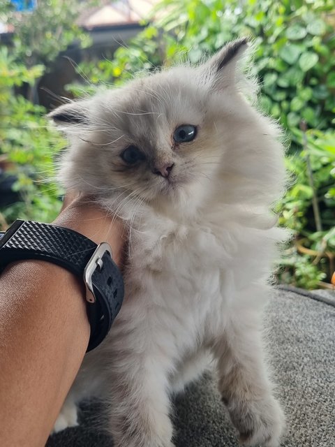 Boy  - Ragdoll + Domestic Long Hair Cat