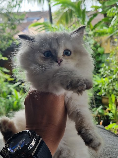 Boy  - Ragdoll + Domestic Long Hair Cat