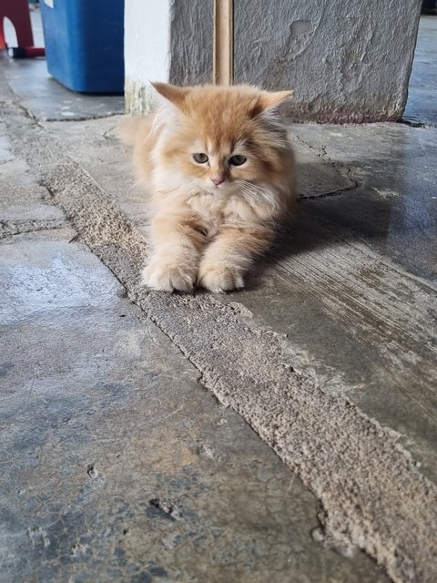 Boy  - Ragdoll + Domestic Long Hair Cat