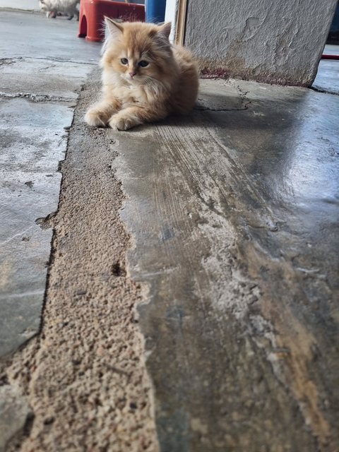 Boy  - Ragdoll + Domestic Long Hair Cat