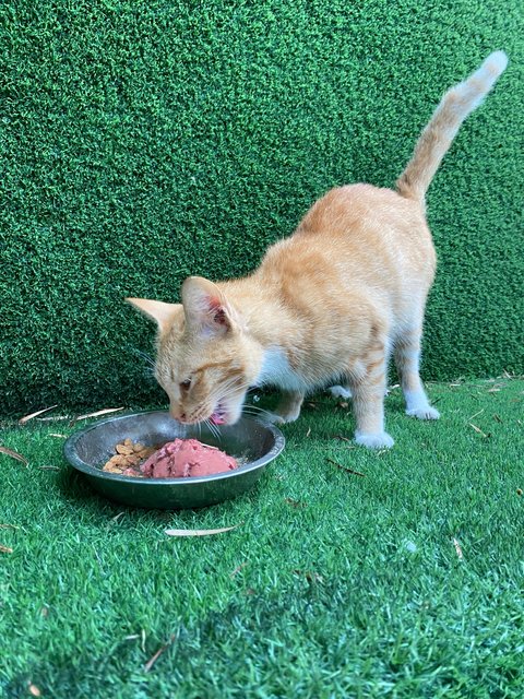 Lucky - Domestic Short Hair Cat