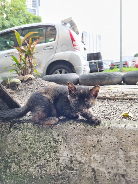 Adonis - Domestic Long Hair Cat