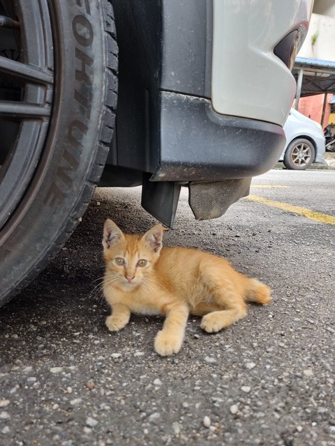 Lucas - Domestic Medium Hair Cat