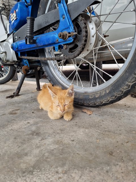 Lucas - Domestic Medium Hair Cat