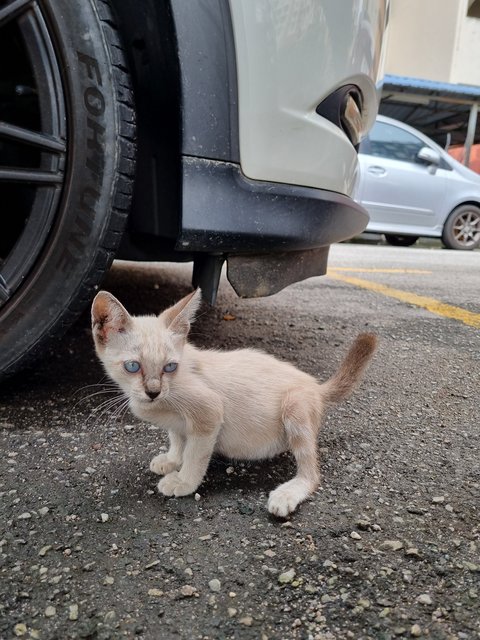 Jessy - Siamese Cat