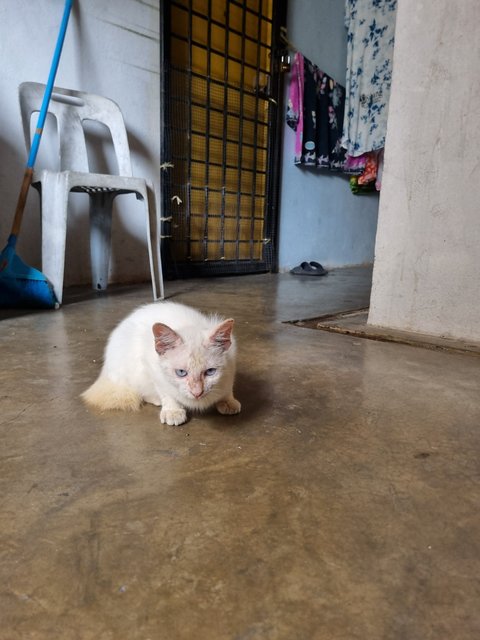 Luke - Domestic Long Hair Cat