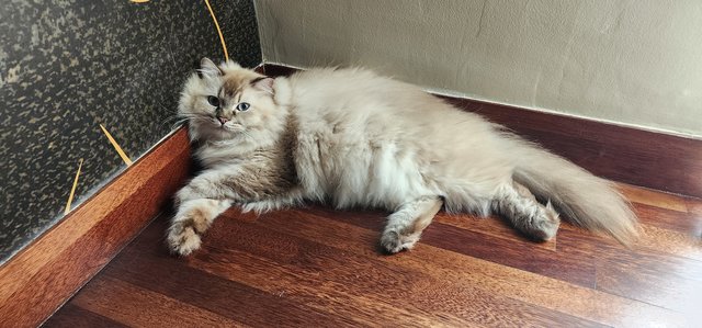 Caspian - Ragdoll Cat