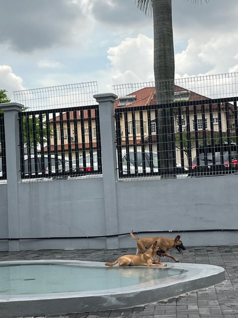 Pearl &amp; Ruby - Black Mouth Cur Dog