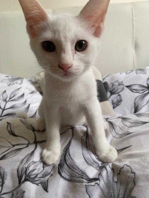 Snowy, Brownies, Chipsmore, Oreo - Domestic Short Hair Cat