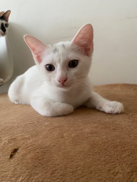 Snowy, Brownies, Chipsmore, Oreo - Domestic Short Hair Cat