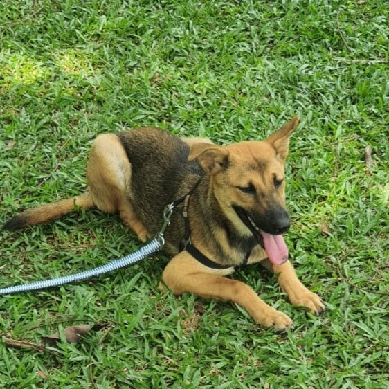 Candy.  - German Shepherd Dog Mix Dog