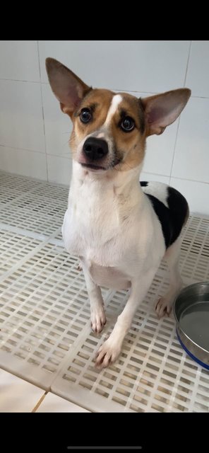 Baby (D) - Mixed Breed Dog