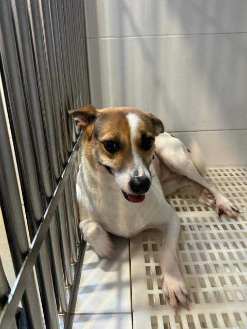 Baby (D) - Mixed Breed Dog