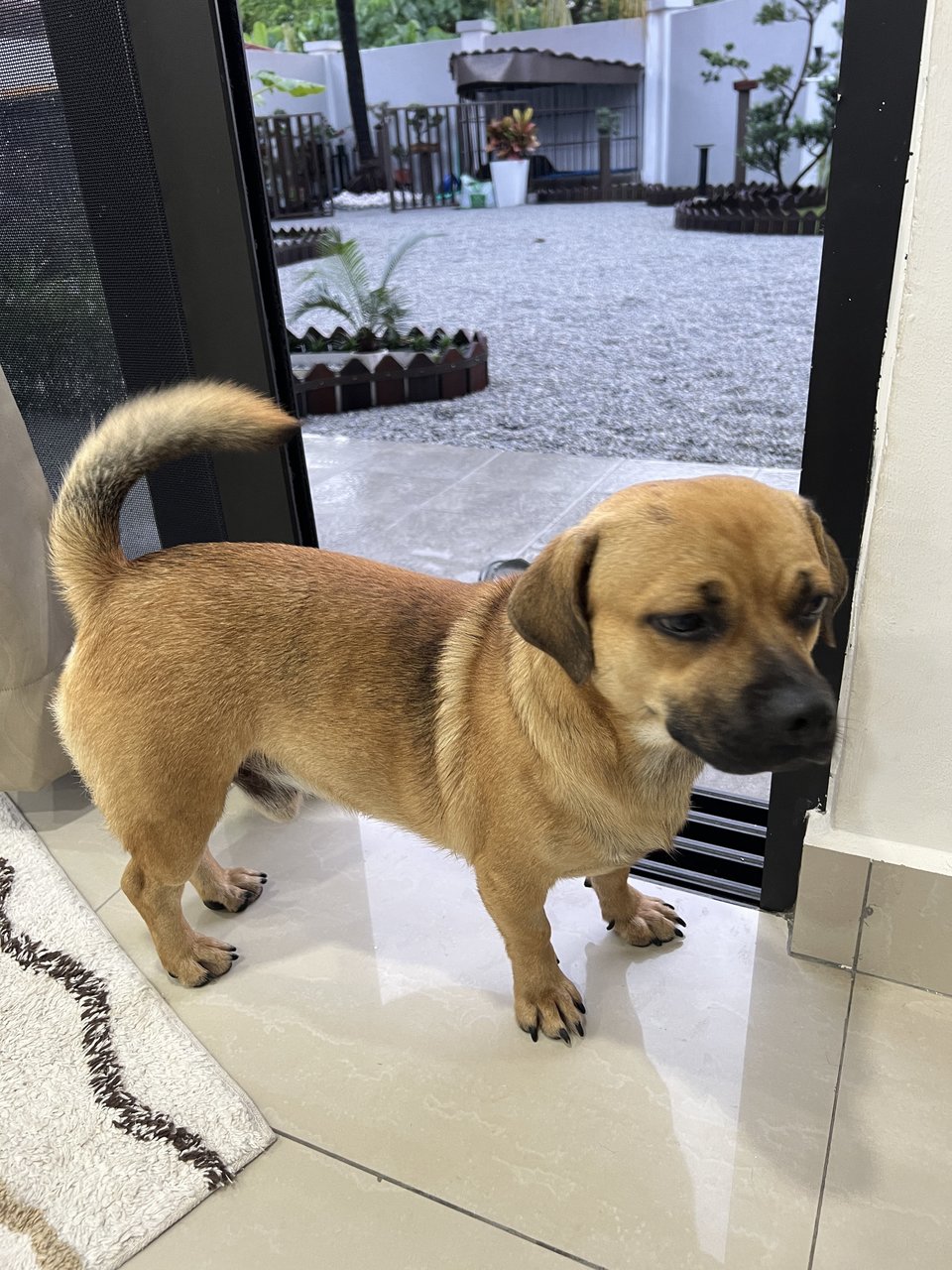 Mushi - Mixed Breed Dog