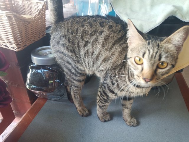 Pretty &amp; Belang - Bengal + Domestic Short Hair Cat