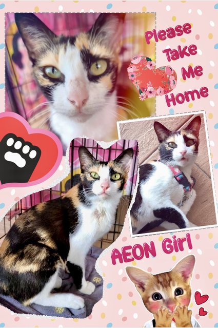 Adopted Thanks, Aeon Girl - Domestic Short Hair Cat