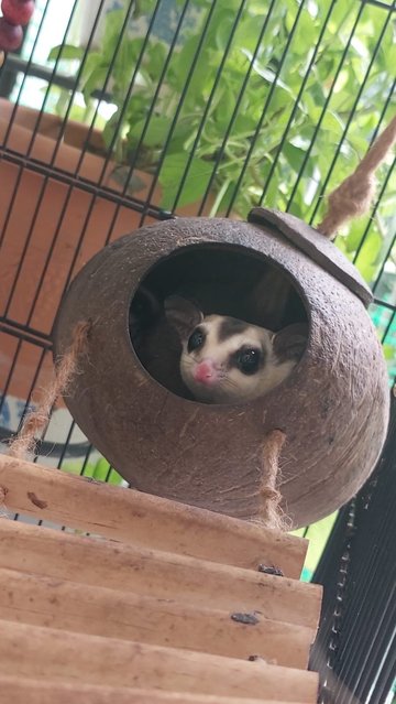 Sugar Glider  - Sugar Glider Small & Furry