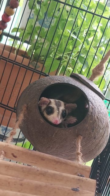 Sugar Glider  - Sugar Glider Small & Furry