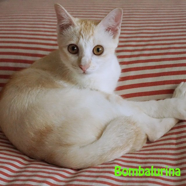 Bombalurina - Domestic Short Hair Cat