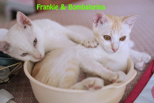 Victor And Frankie - Domestic Short Hair Cat