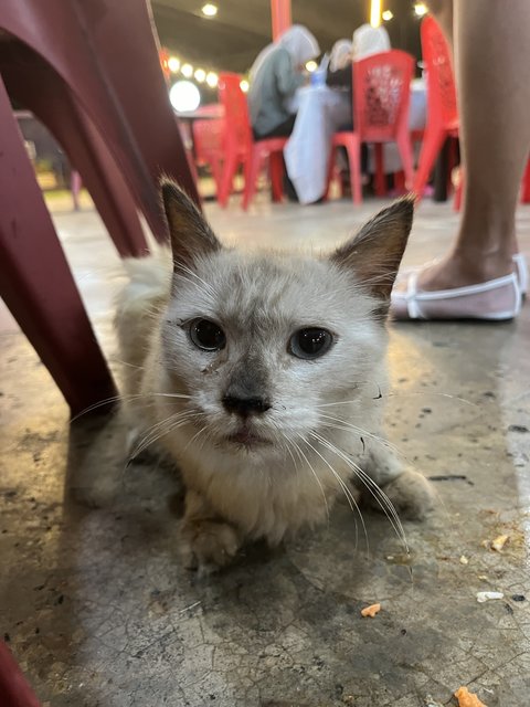 Ikan Bakar  - Domestic Long Hair Cat