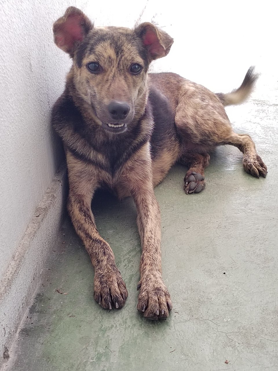 Sila - Mixed Breed Dog