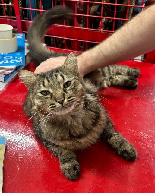 Marko - Maine Coon + Domestic Long Hair Cat