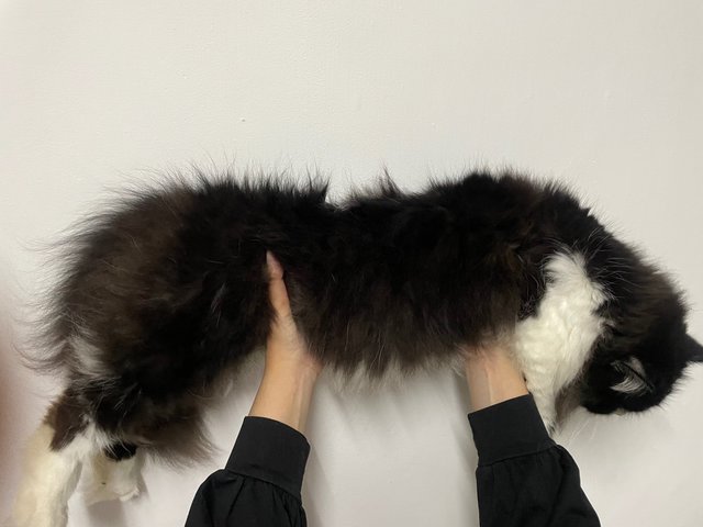 Boy 1 - Domestic Long Hair Cat