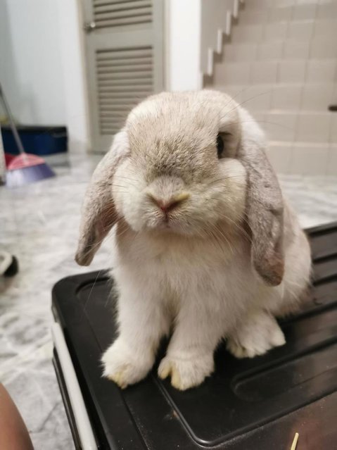 Fify - Holland Lop Rabbit