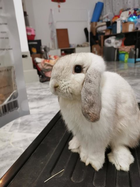 Fify - Holland Lop Rabbit