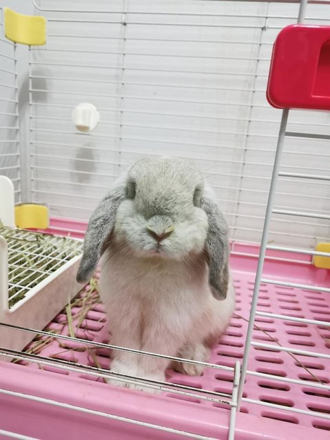 Fify - Holland Lop Rabbit