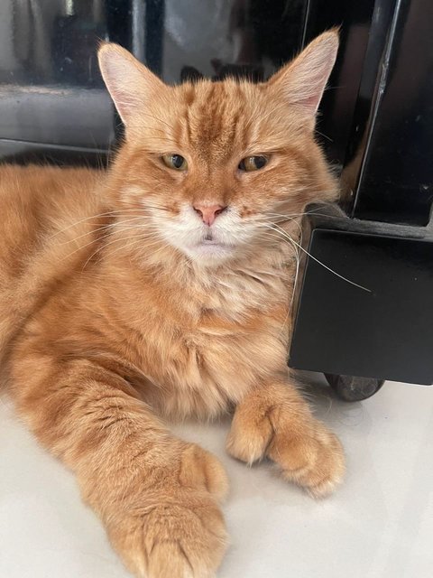 Jerry - Maine Coon Cat