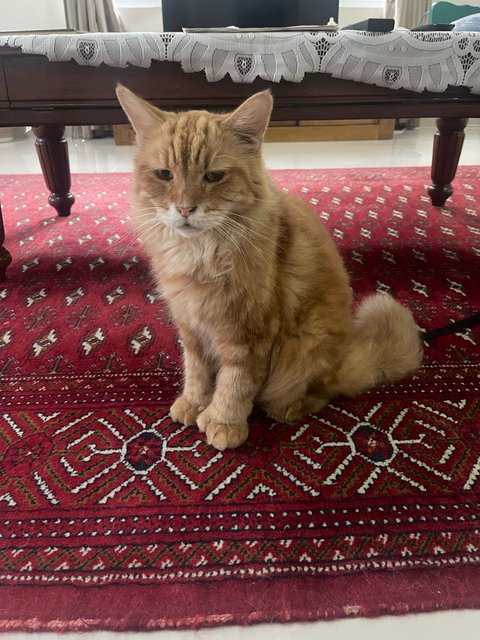 Jerry - Maine Coon Cat