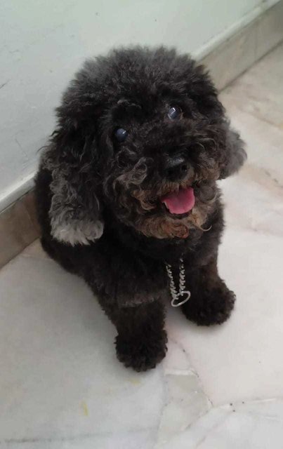 Ruby, The Toy Poodle - Poodle Dog