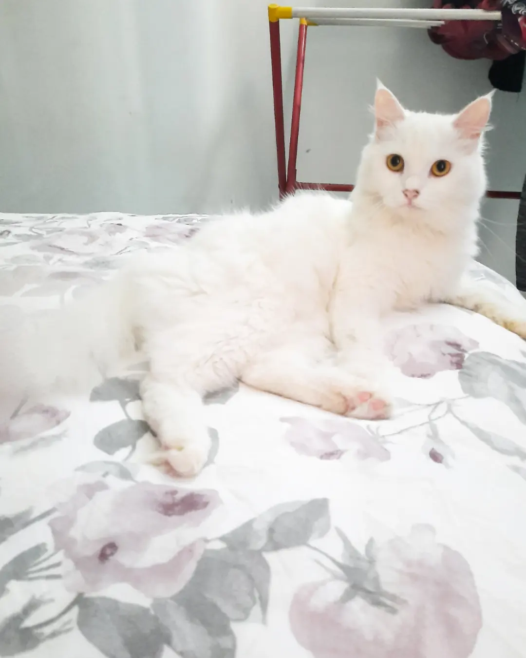 Mochi - Domestic Long Hair Cat