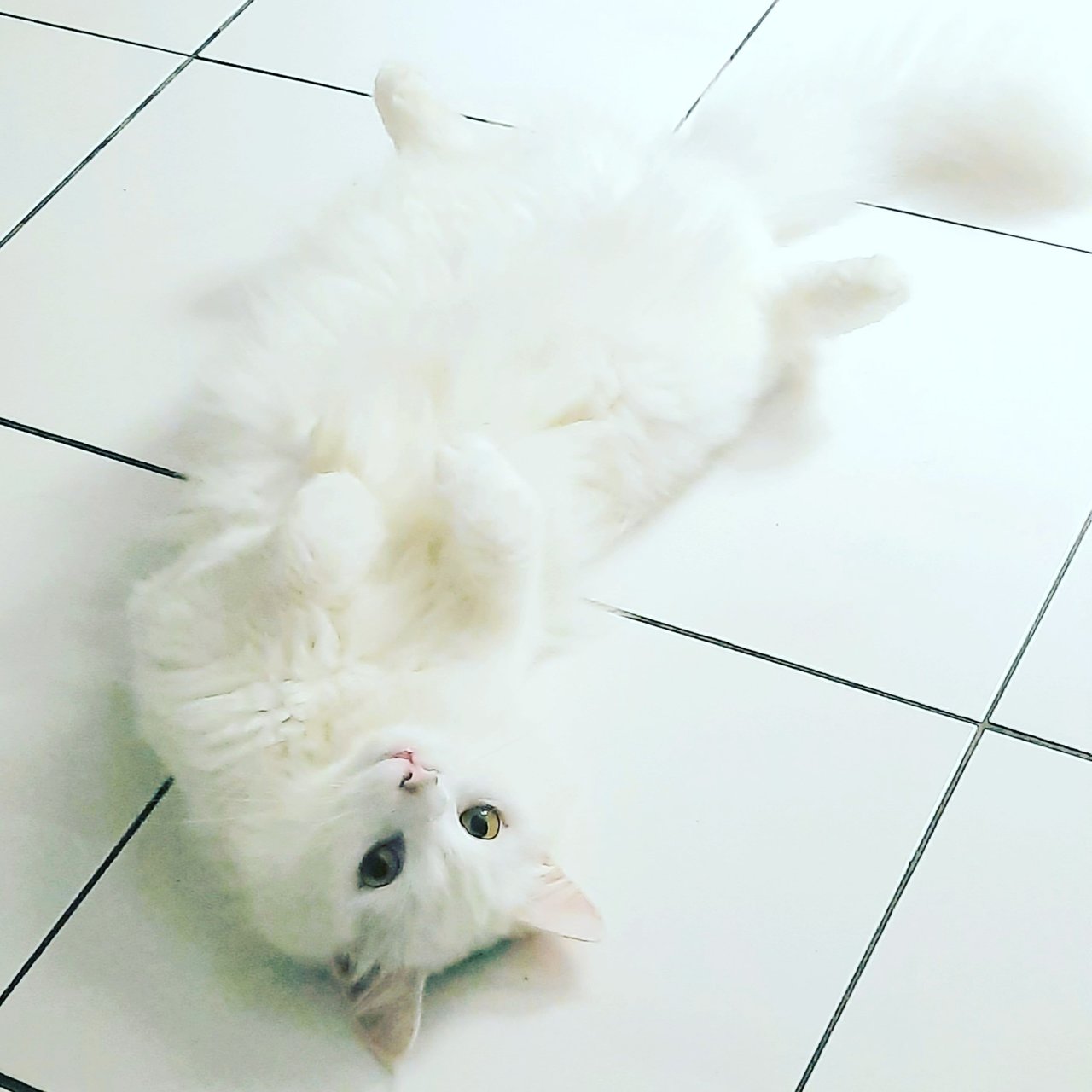 Mochi - Domestic Long Hair Cat