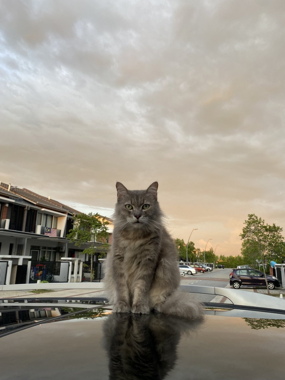 Squeak - Domestic Long Hair Cat