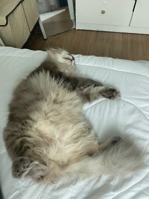 Squeak - Domestic Long Hair Cat